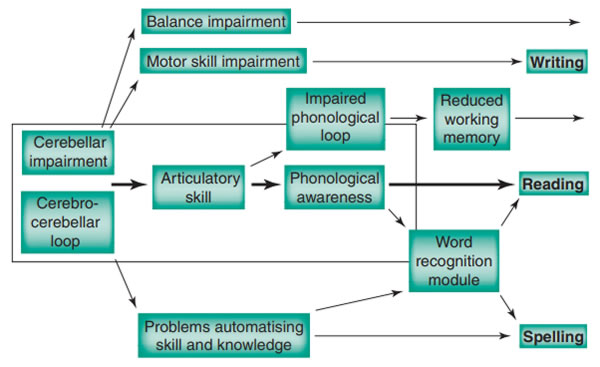 Cerebellar Deficit Theory of dyslexia